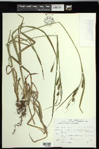 Carex scabrata image