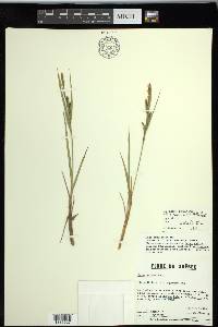 Carex salina image