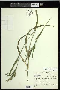 Carex scabrata image