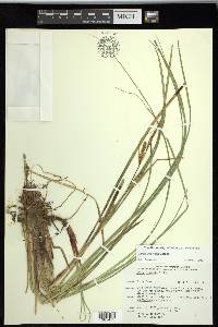 Carex rostrata image