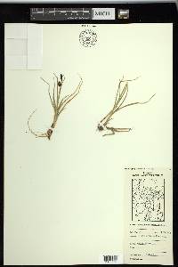 Carex saxatilis image