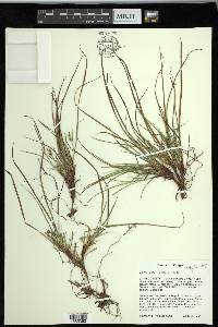 Carex rossii image