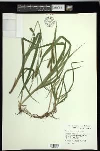 Carex scabrata image