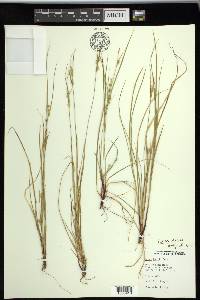 Carex rossii image