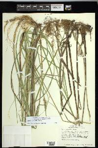 Carex sartwellii image