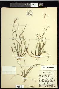 Carex richardsonii image