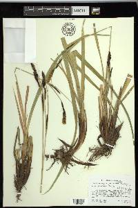 Carex schottii image