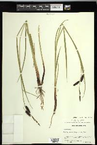 Carex saxatilis image