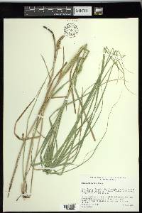 Carex sartwellii image