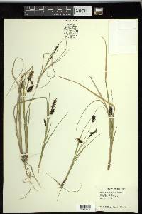 Carex saxatilis image