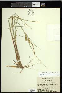 Carex rostrata image