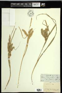 Carex schweinitzii image