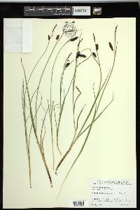 Carex saxatilis image