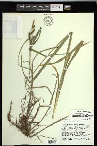 Carex scabrata image