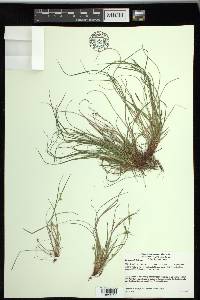 Carex rossii image