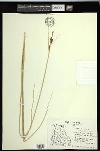 Carex saxatilis image