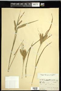 Carex schweinitzii image