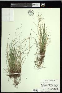 Carex reznicekii image