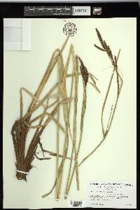 Carex schottii image