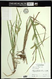 Carex schweinitzii image