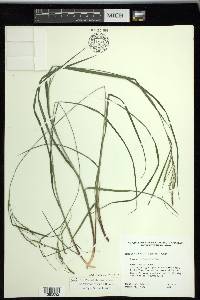 Carex roanensis image