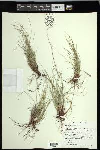 Carex rossii image