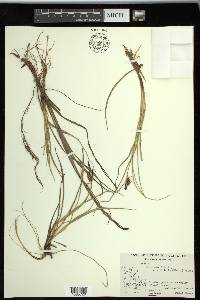 Carex saxatilis image