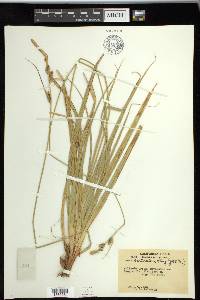 Carex sartwelliana image