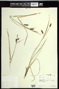 Carex saxatilis image