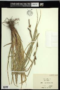 Carex sartwelliana image