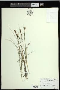 Carex rotundata image