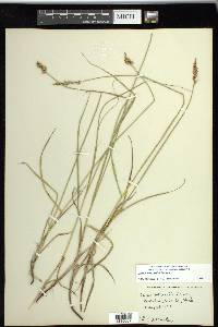 Carex sartwellii image