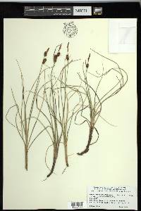 Carex rotundata image