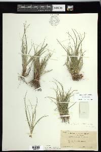 Carex rossii image