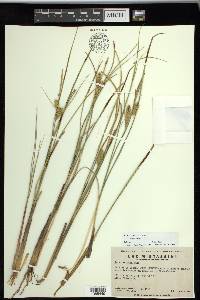 Carex rostrata image