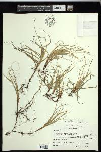 Carex rupestris image