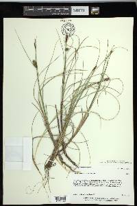 Carex rotundata image