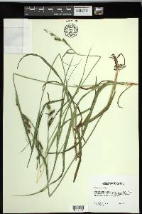 Carex scabrata image