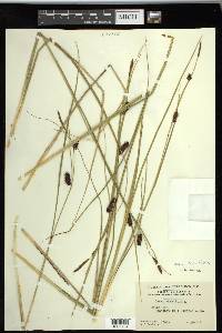 Carex saxatilis image