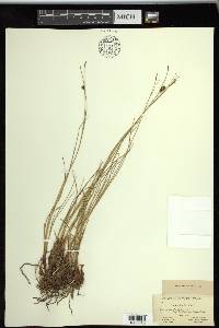 Carex saxatilis image