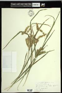 Carex schweinitzii image