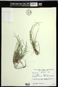 Carex rossii image