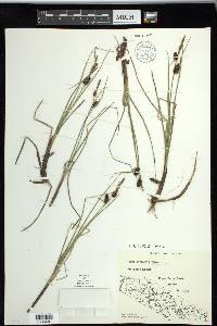 Carex rotundata image