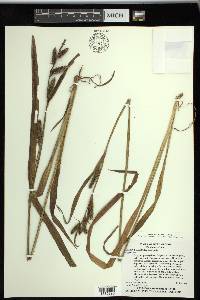 Carex scabrata image