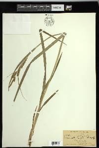 Carex scabrata image