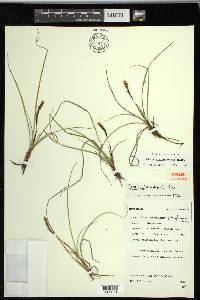 Carex richardsonii image