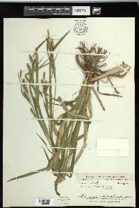 Carex scabrata image