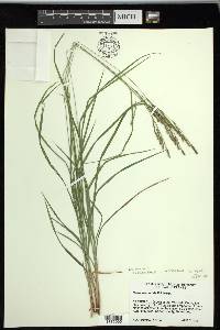 Carex roanensis image