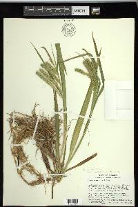 Carex schweinitzii image