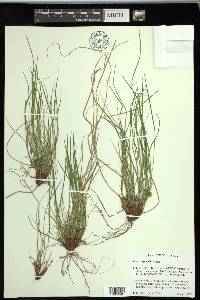 Carex reznicekii image